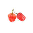 Scotch bonnet 2
