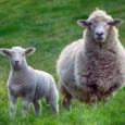 Qurbani For Eid-ul-Adha 2025