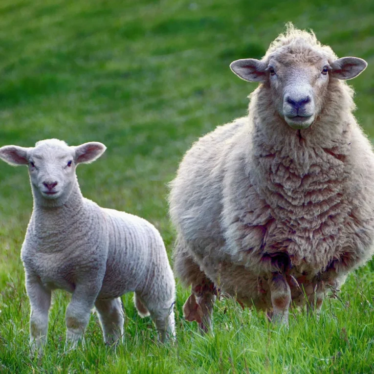 Qurbani For Eid-ul-Adha 2025